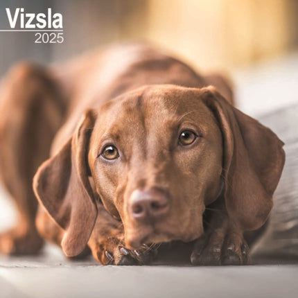 Vizsla Calendar 2025 Square Dog Breed Wall Calendar  16 Month