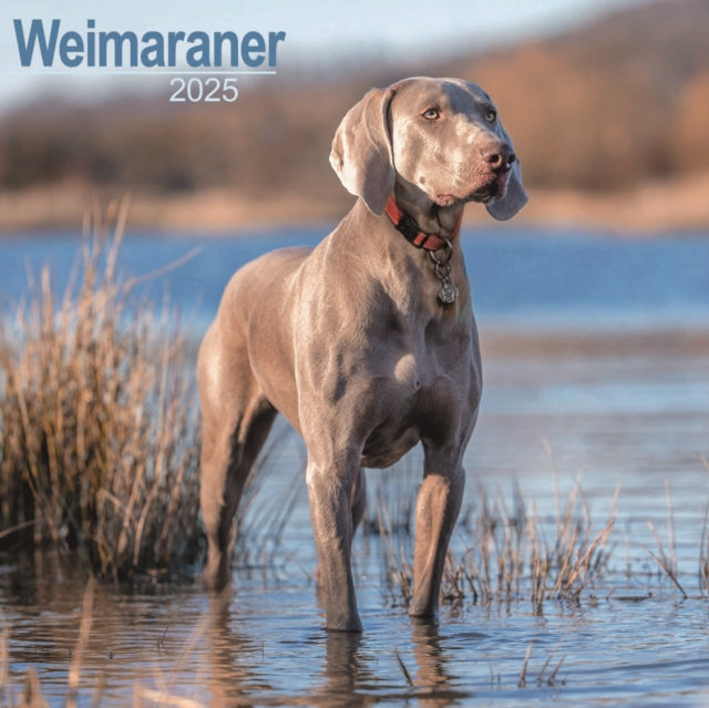 Weimaraner Calendar 2025 Square Dog Breed Wall Calendar  16 Month