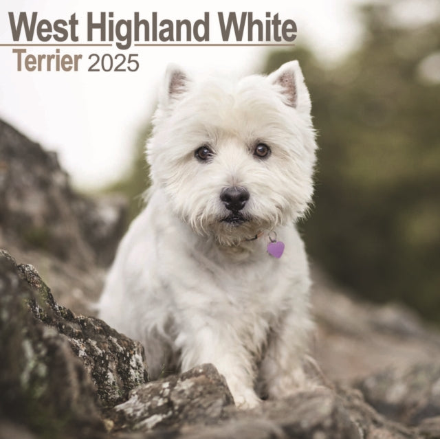 West Highland White Terrier Calendar 2025 Square Dog Breed Wall Calendar  16 Month