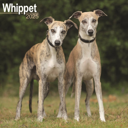 Whippet Calendar 2025 Square Dog Breed Wall Calendar  16 Month