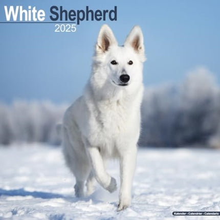 White Shepherd Calendar 2025  Square Dog Breed
