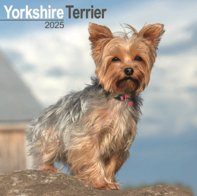 Yorkshire Terrier Calendar 2025 Square Dog Breed Wall Calendar  16 Month