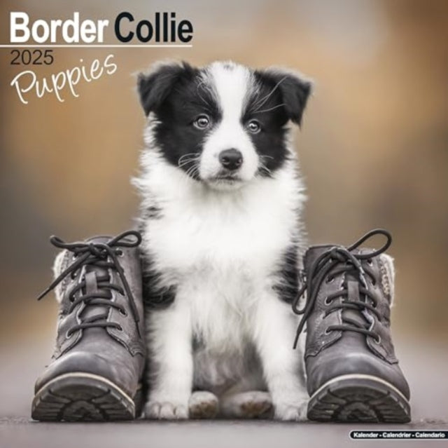 Border Collie Puppies Calendar 2025  Square Dog