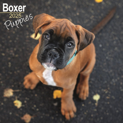 Boxer Puppies Calendar 2025 Square Dog Puppy Breed Wall Calendar  16 Month