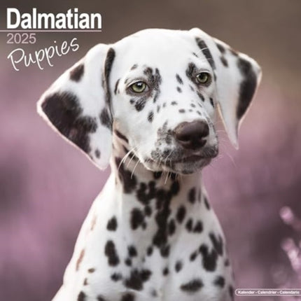 Dalmatian Puppies Calendar 2025  Square Dog Puppy