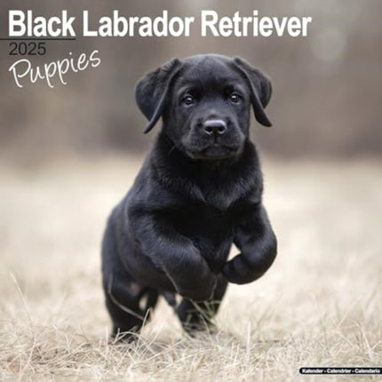 Black Labrador Puppies Calendar 2025  Square Dog