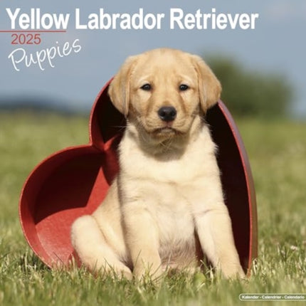 Yellow Labrador Puppies Calendar 2025  Square Dog