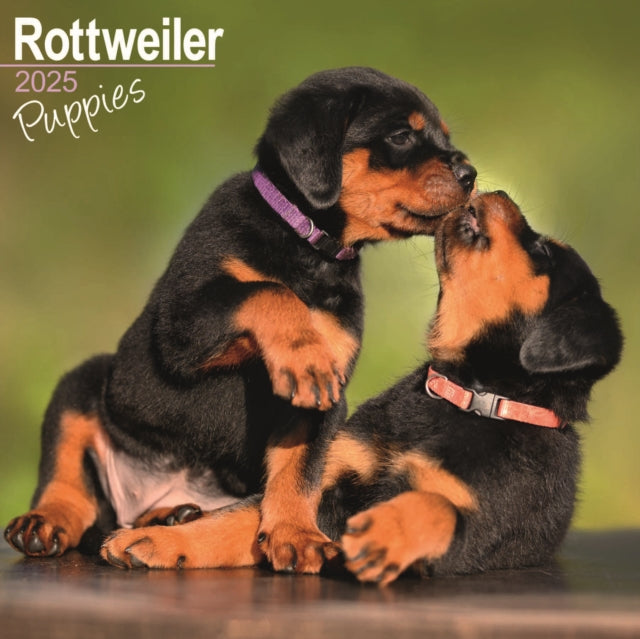 Rottweiler Puppies Calendar 2025 Square Dog Puppy Breed Wall Calendar  16 Month