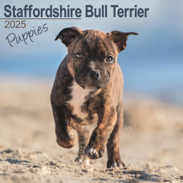 Staffordshire Bull Terrier Puppies Calendar 2025 Square Dog Puppy Breed Wall Calendar  16 Month