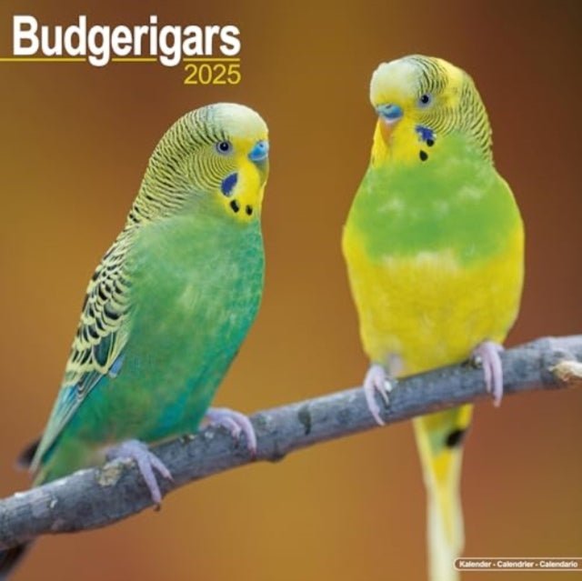 Budgerigars Calendar 2025  Square Bird Wall