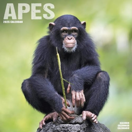 Apes Calendar 2025  Square Animal Wall Calendar
