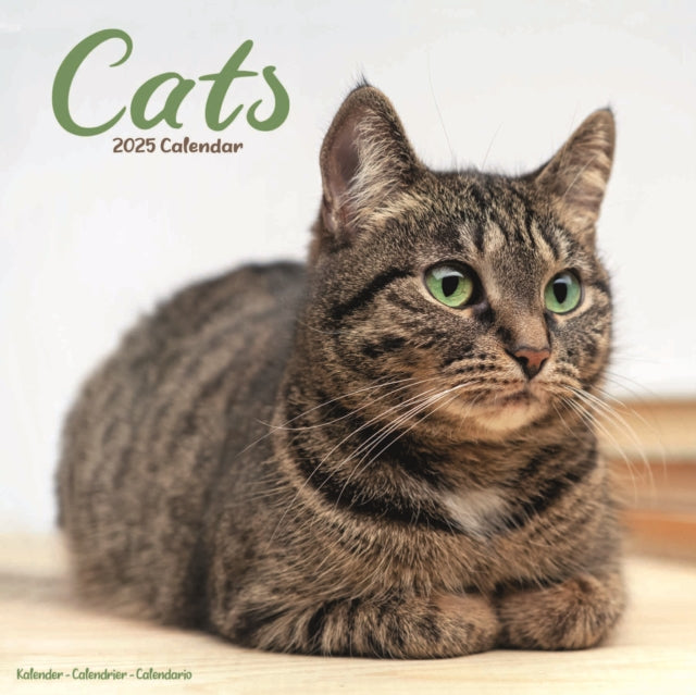 Cats Calendar 2025 Square Cat Wall Calendar  16 Month