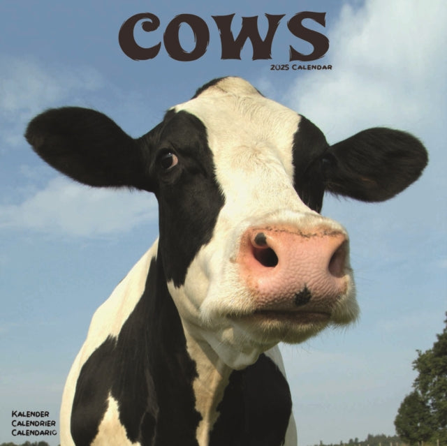 Cows Calendar 2025 Square Farm Animal Wall Calendar  16 Month