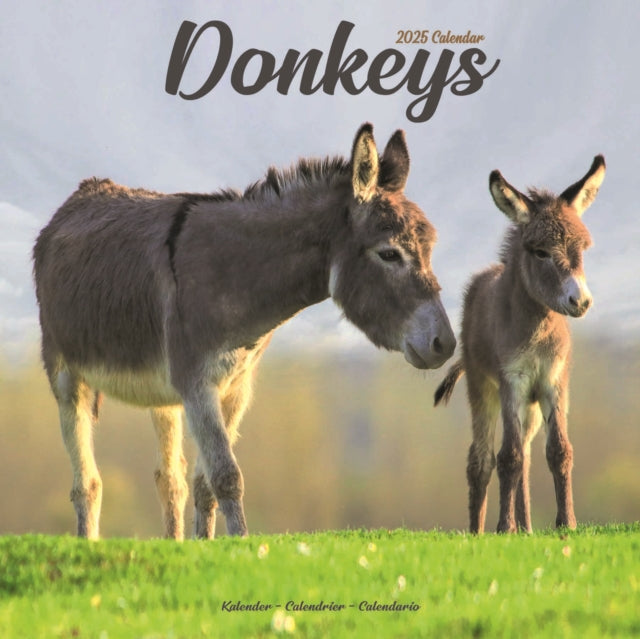 Donkeys Calendar 2025 Square Animal Wall Calendar  16 Month