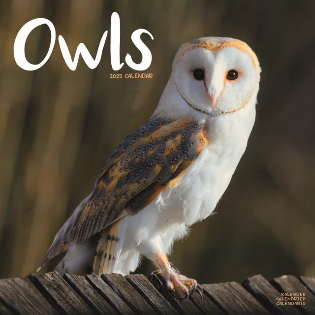 Owls Calendar 2025 Square Birds Wall Calendar  16 Month