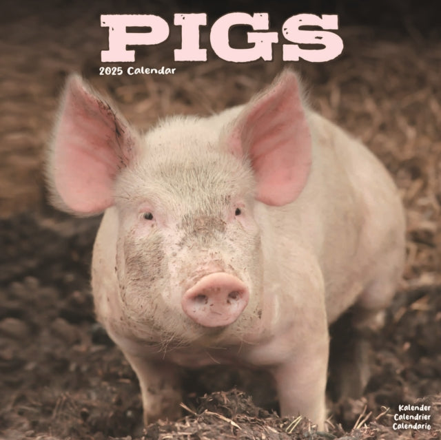 Pigs Calendar 2025 Square Farm Animal Wall Calendar  16 Month