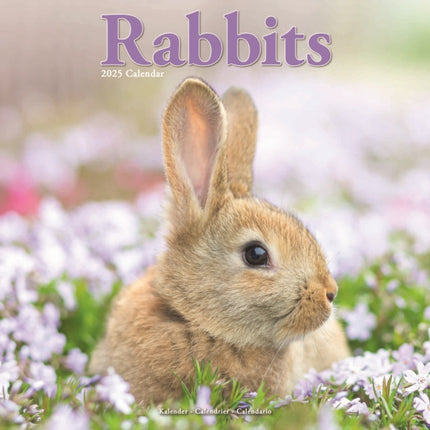 Rabbits  Calendar 2025 Square Animal Wall Calendar  16 Month