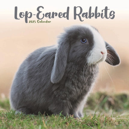 Rabbits  Lop Eared Calendar 2025 Square Animal Wall Calendar  16 Month