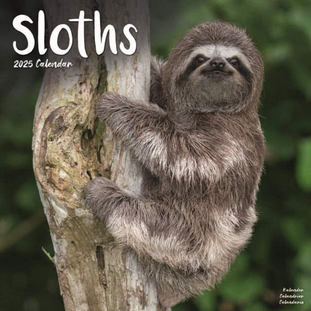 Sloths Calendar 2025 Square Animal Wall Calendar  16 Month