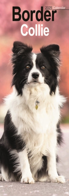 Border Collie Slim Calendar 2025 Dog Breed Slimline Calendar  12 Month