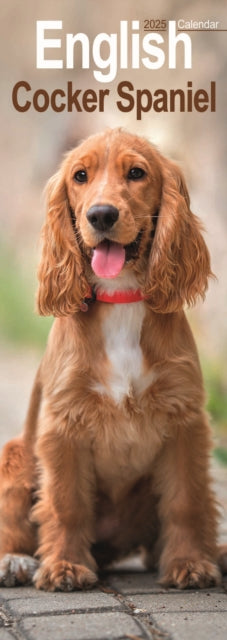 English Cocker Spaniel Slim Calendar 2025 Dog Breed Slimline Calendar  12 Month