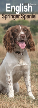 English Springer Spaniel Slim Calendar 2025 Dog Breed Slimline Calendar  12 Month