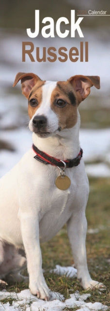 Jack Russell Slim Calendar 2025 Dog Breed Slimline Calendar  12 Month