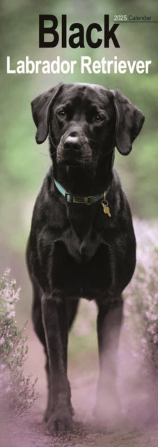 Black Labrador Retriever Slim Calendar 2025 Dog Breed Slimline Calendar  12 Month