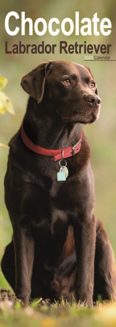 Chocolate Labrador Retriever Slim Calendar 2025 Dog Breed Slimline Calendar  12 Month