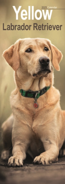 Yellow Labrador Retriever Slim Calendar 2025 Dog Breed Slimline Calendar  12 Month