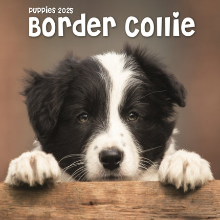 Border Collie Puppies Square Mini Calendar 2025