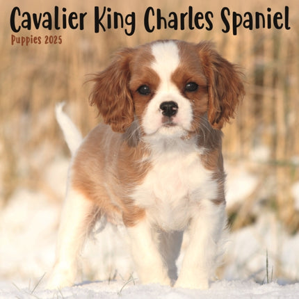 Cavalier King Charles Spaniel Puppies Square Mini Calendar 2025