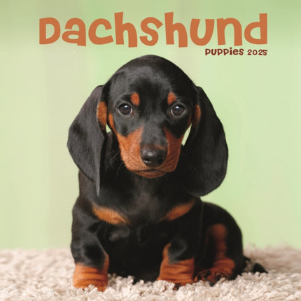 Dachshund Puppies Square Mini Calendar 2025