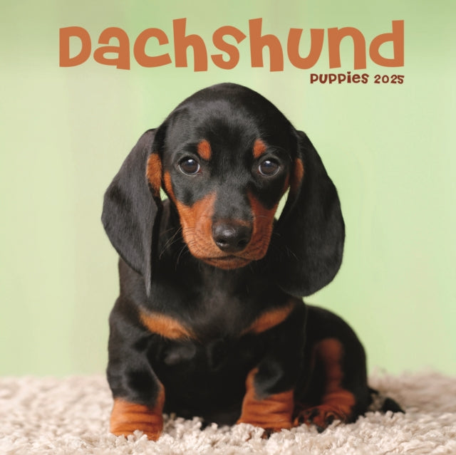 Dachshund Puppies Square Mini Calendar 2025