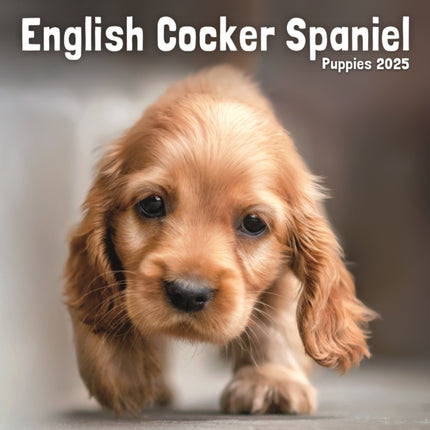 English Cocker Spaniel Puppies Square Mini Calendar 2025