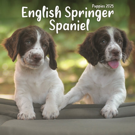 English Springer Spaniel Puppies Square Mini Calendar 2025