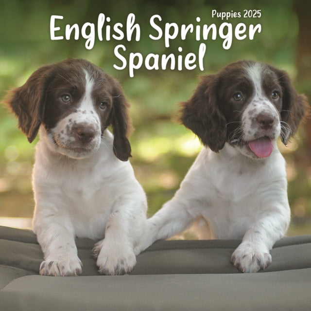 English Springer Spaniel Puppies Square Mini Calendar 2025