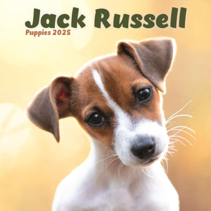 Jack Russell Puppies Square Mini Calendar 2025