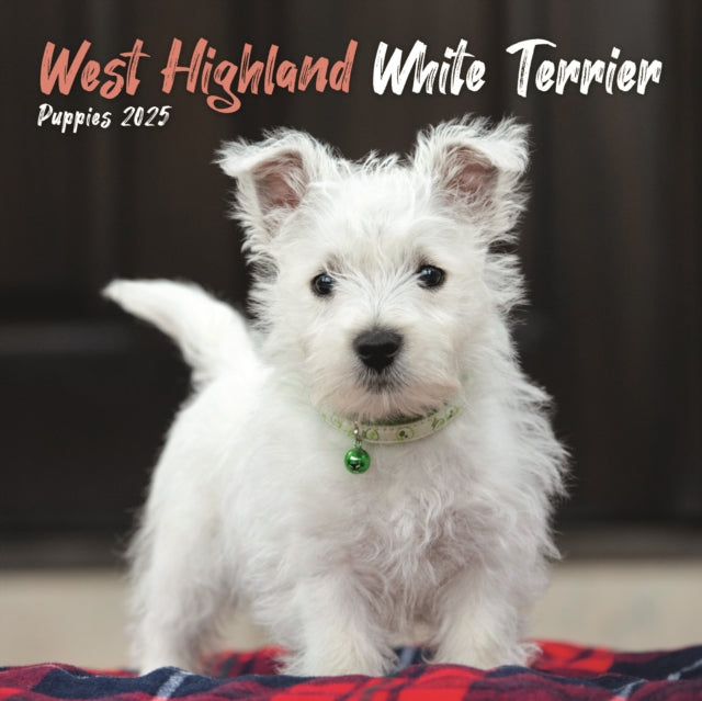 West Highland White Terrier Puppies Square Mini Calendar 2025