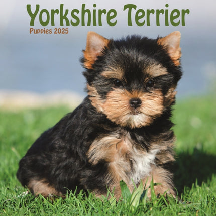 Yorkshire Terrier Puppies Square Mini Calendar 2025