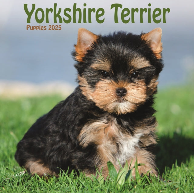 Yorkshire Terrier Puppies Square Mini Calendar 2025