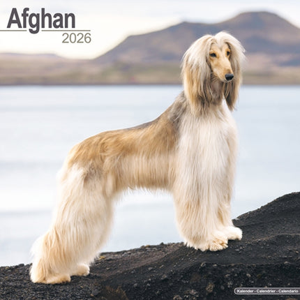 Afghan Calendar 2026  Square Dog Breed Wall
