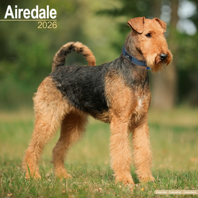 Airdale  Calendar 2026  Square Dog Breed Wall