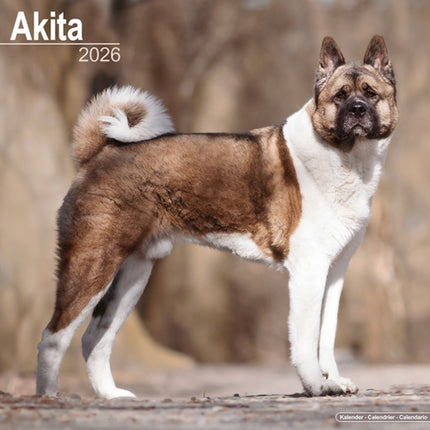 Akita Calendar 2026  Square Dog Breed Wall