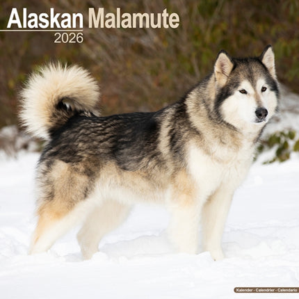 Alaskan Malamute Calendar 2026  Square Dog Breed