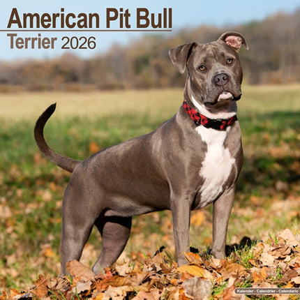 American Pit Bull Terrier Calendar 2026  Square