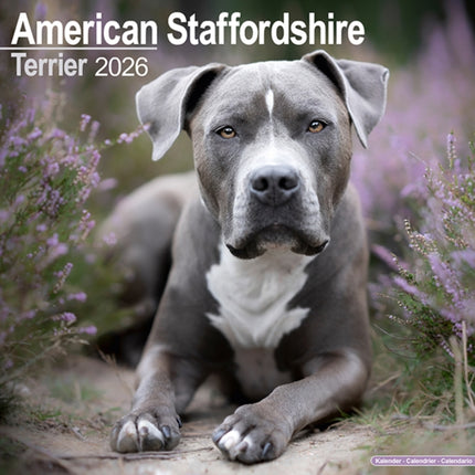 American Staffordshire Terrier Calendar 2026