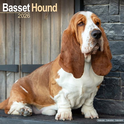 Basset Hound Calendar 2026  Square Dog Breed Wall