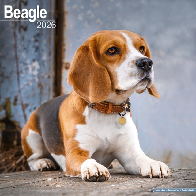Beagle Calendar 2026  Square Dog Breed Wall