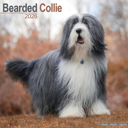 Bearded Collie Calendar 2026  Square Dog Breed